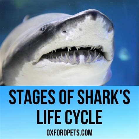 Mako Shark Life Cycle at Marjorie Lockett blog