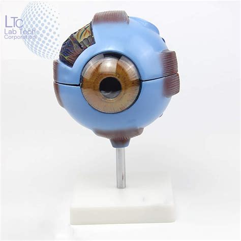HUMAN EYE MODEL ENLARGED – M/S LAB TECH CORPORATION