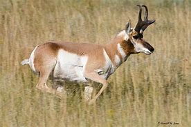 antelope 的图像结果