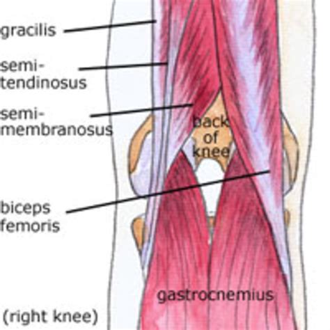 Anatomy of the knee (Bones Muscles Arteries Veins Nerves) | HubPages