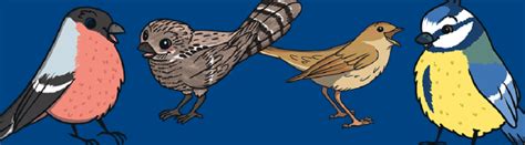 Birds | Bird Classification | Are Birds Warm-blooded