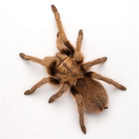Arizona Blonde Tarantula (Aphonopelma chalcodes) care — The Tarantula ...