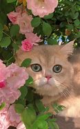 Image result for Cutest Kittens Calendar