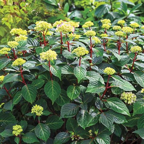 Gurney's Seed and Nursery Endless Summer Bloomstruck Hydrangea ...