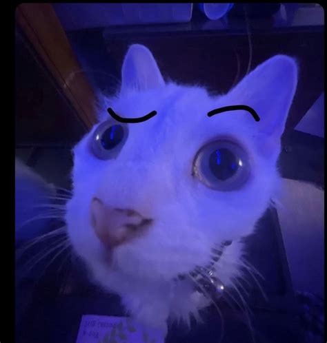 bombastic side eye💙 in 2023 | Cute cats, Funny cat faces, Cat puns