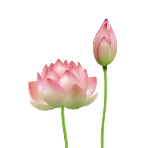 Lotus bud Images - Free Download on Freepik
