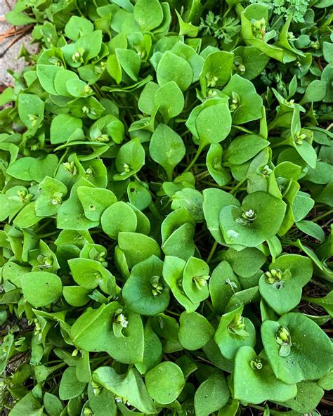 Foraging for Miner's Lettuce (Claytonia)