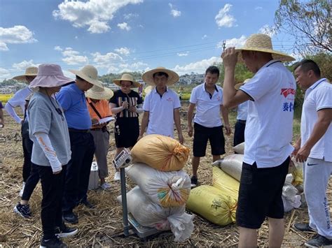 贵州省粮食（水稻）单产提升行动在播州区创百亩示范片单产新高