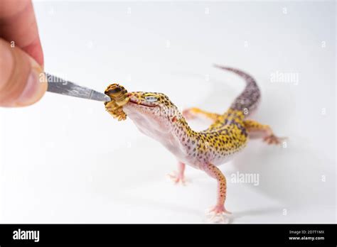 Image result for Gecko vs Cockroach