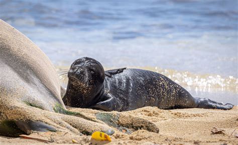 Hawaii Seal