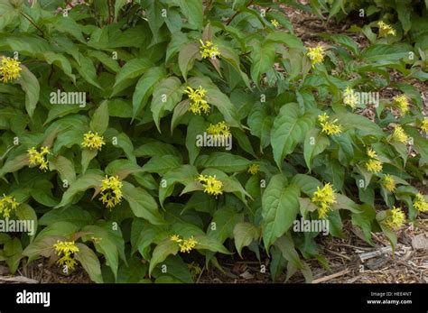 Image result for JSON to Excel Though Code in Java