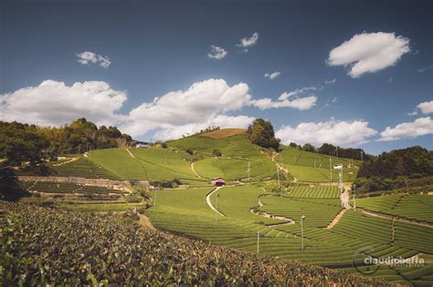 Tea Plantations Japan 的图像结果
