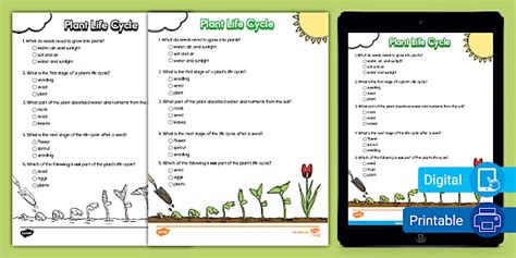 Plant Life Cycle Quick Quiz for K-2nd Grade (teacher made)