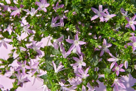 Campanula Addenda® | Addenda