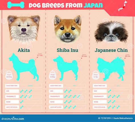 Japanese Dog Breeds