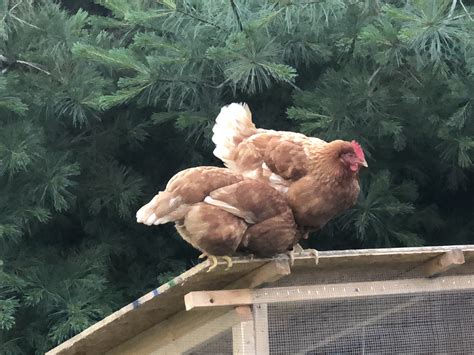 Image result for Brooding Bird