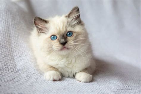 7 Reliable Ragdoll Breeders In California