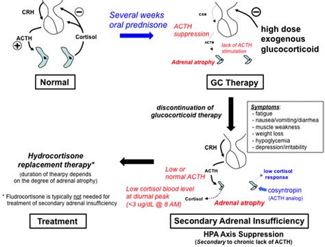 Glucocorticoids function, excess, deficiency, resistance and treatment