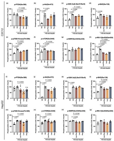 N-Lactoyl Phenylalanine Disrupts Insulin Signaling, Induces ...