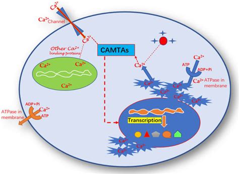 The Role of Calmodulin Binding Transcription Activator in Plants under ...