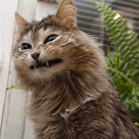 cat smile Funny Images, Fierce, Cute Cats, Smile, Animals, Humor, Humorous Pictures, Pretty Cats ...