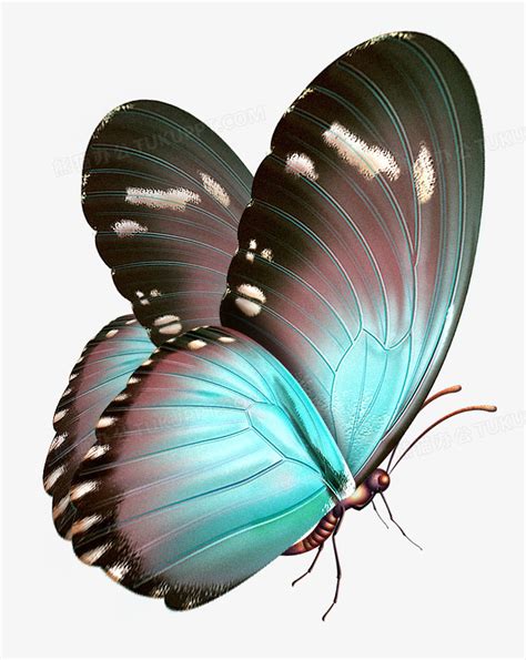 一只粉红色的蝴蝶主题免抠图片素材_大图网图片素材