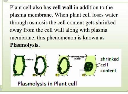 explain plasmolysis with diagram??is this correct - Brainly.in