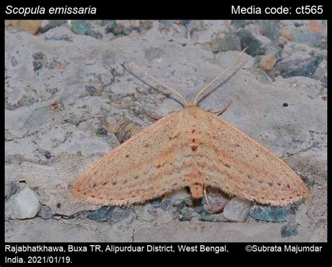 Scopula emissaria | Moths