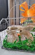 Image result for Indoor Bunny Cage Ideas