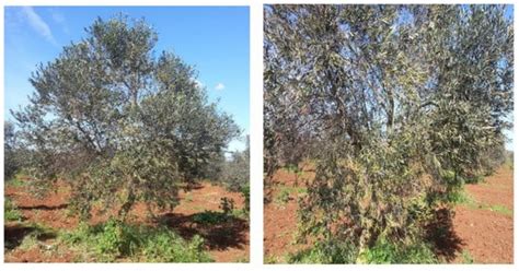 Attempts to Reduce the Systemic Spread of Xylella fastidiosa in Olive ...