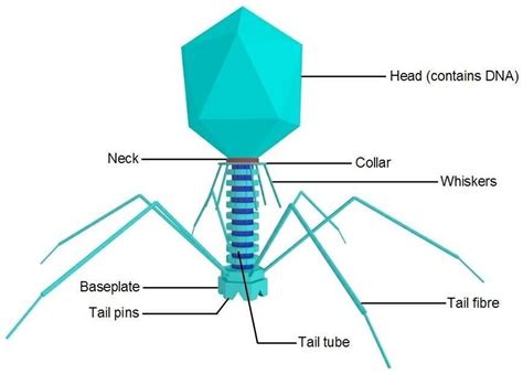 draw labelled diagram for the following what is a computer virus ...