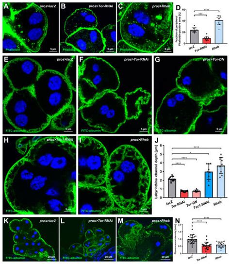 mTOR-Dependent Autophagy Regulates Slit Diaphragm Density in Podocyte ...