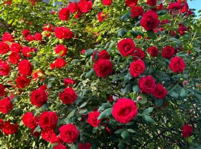 Fastest Climbing Roses 的图像结果