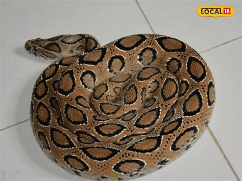 Venom: ಹಾವಿನ ವಿಷ ಸಾಯಿಸೋದೊಂದೇ ಅಲ್ಲ, ಈ ಖಾಯಿಲೆ ಬಂದವರಿಗೆ ಜೀವ ನೀಡುತ್ತೆ ...
