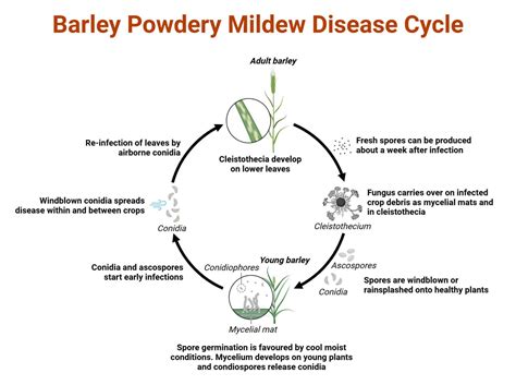 Powdery Mildew: Causes, Symptoms, Disease Cycle, Treatments