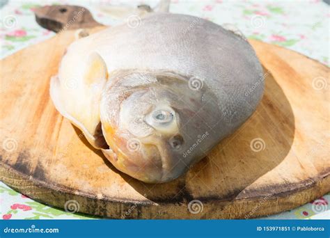 Raw Pacu fish stock image. Image of meal, piaractus - 153971851