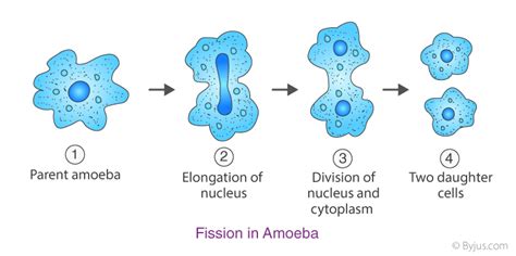 Image result for Class 8 Reproduction Chapter