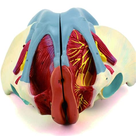 Buy PAKUES-QO 1:1 Lifesize Female Pelvis Model, Anatomical Female ...