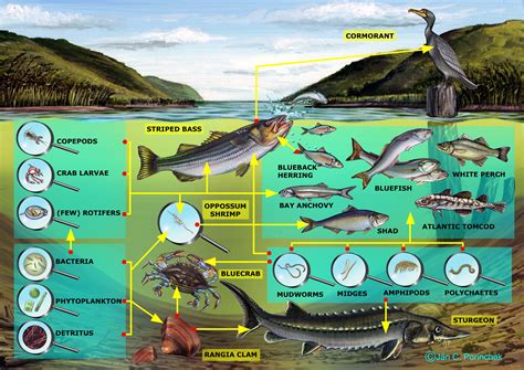 Estuary Food Web Aquatic Microbiology IV – Food Chain And Food Webs