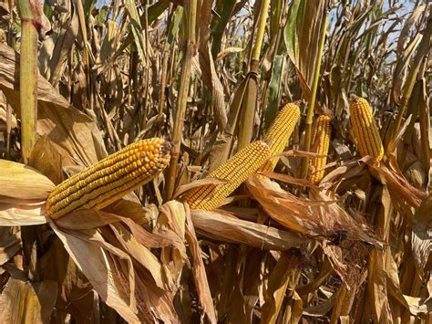 USDA Says Pennsylvania Has the Best Corn. Local Agronomist Questions ...
