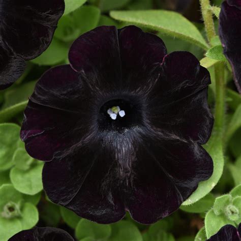 Black Velvet Petunia