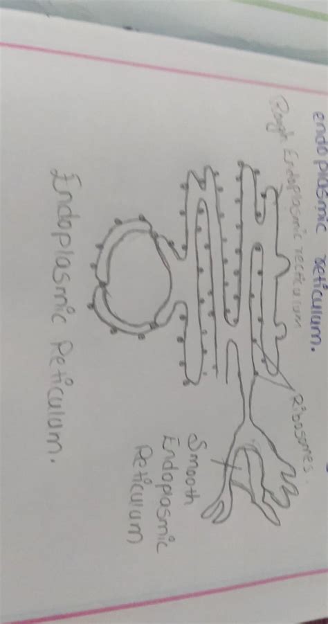Draw the structure of endoplasmic reticulum & write the parts