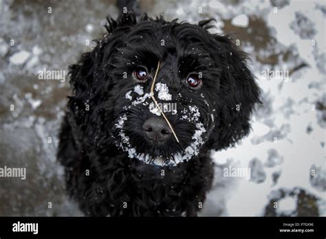 Image result for Black Cockapoo