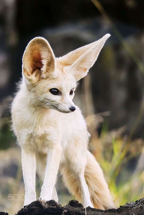 Baby fennec fox – Artofit