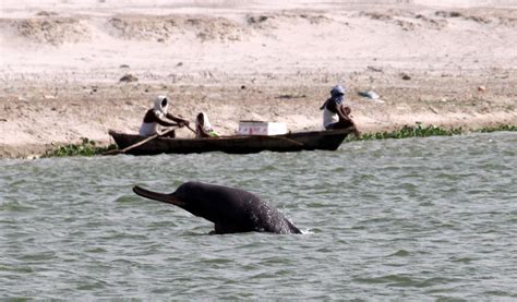 Ganges river dolphin - River Dolphins