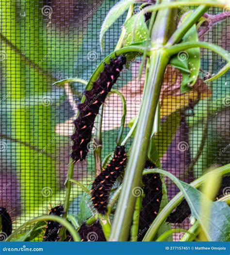 ZSL Butterfly Paradise London Zoo. Black Caterpillars with Red and ...