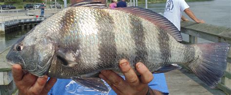 Black Drum Fish Teeth