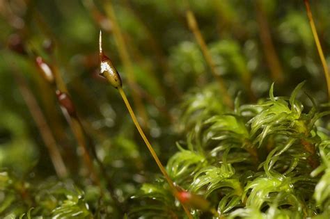 Dichodontium flavescens Yellowish Fork-moss | West Glamorgan Flora