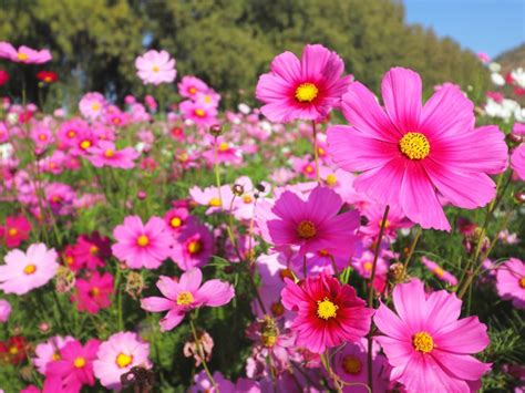 Cosmos Flower