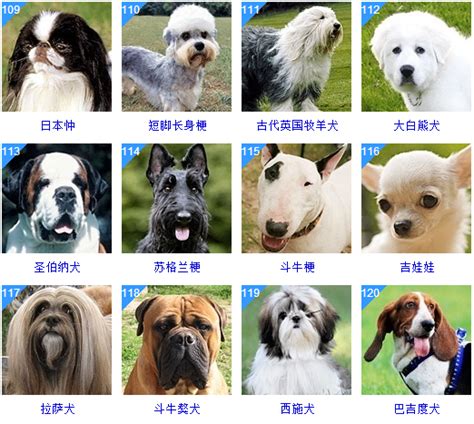 2018最新版的狗狗名字大全_姓名网